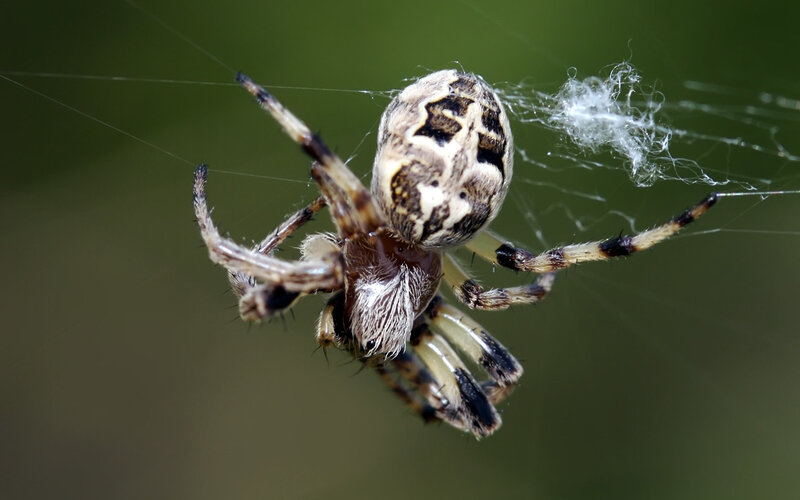 Spider on Web — Brown, Natural, Photograph