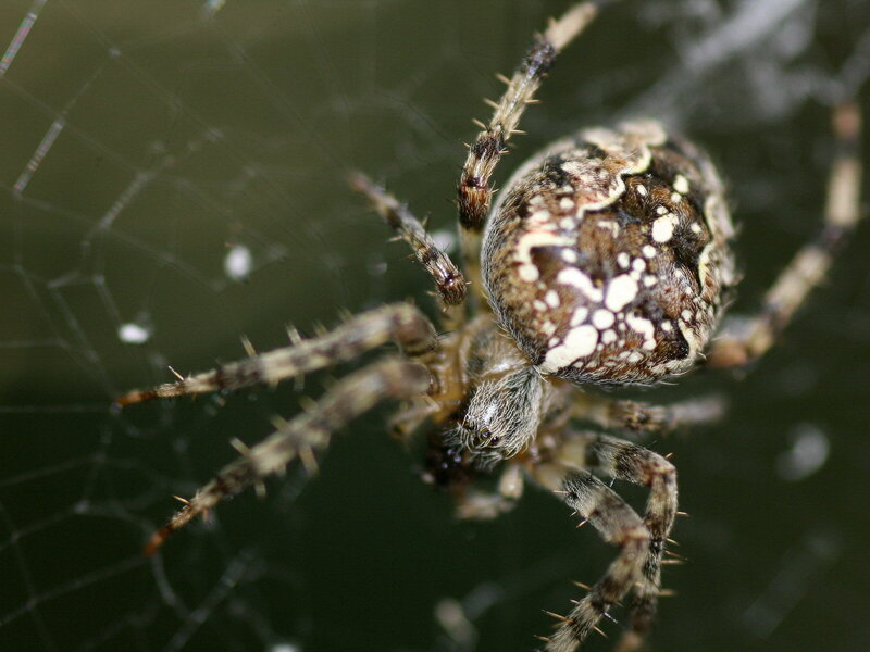 Spider on Web — Brown, Natural
