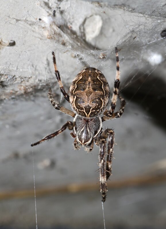 Spider on Web — Brown, Neutral, Photograph, Concrete