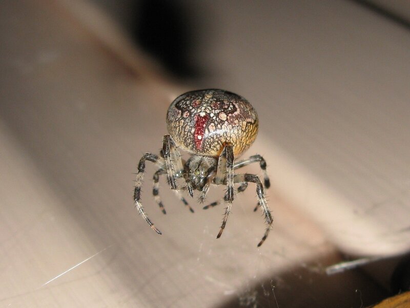 Spider on Web — Brown, Neutral, Photograph