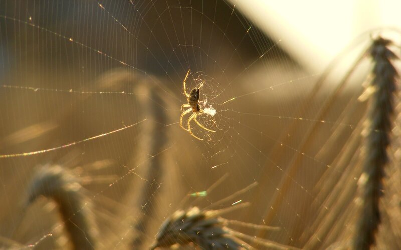 Spider on Web — Brown, Serene