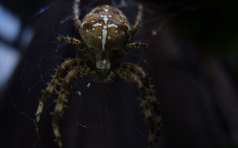 Spider on Web — Brown