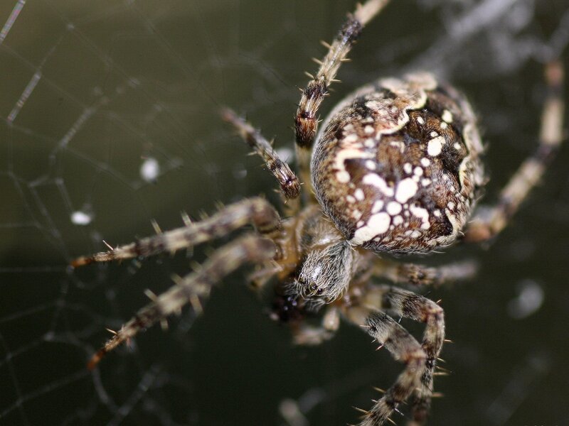 spider on web close-up