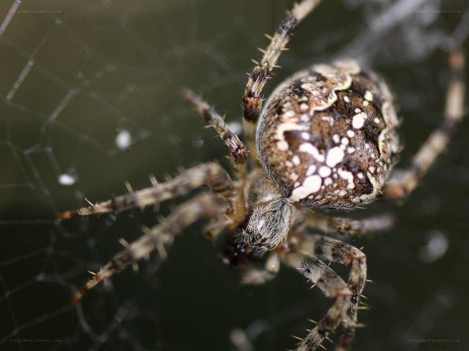 spider on web close-up
