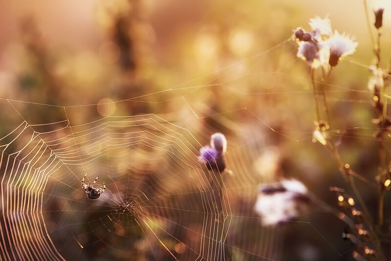 Spider on Web — Gold, Serene, Sunset