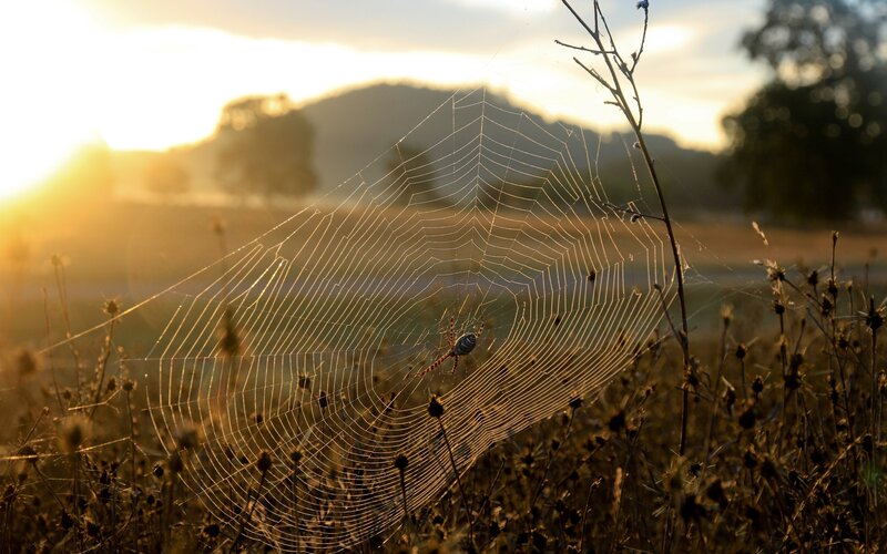 Spider on Web — Gold, Serene