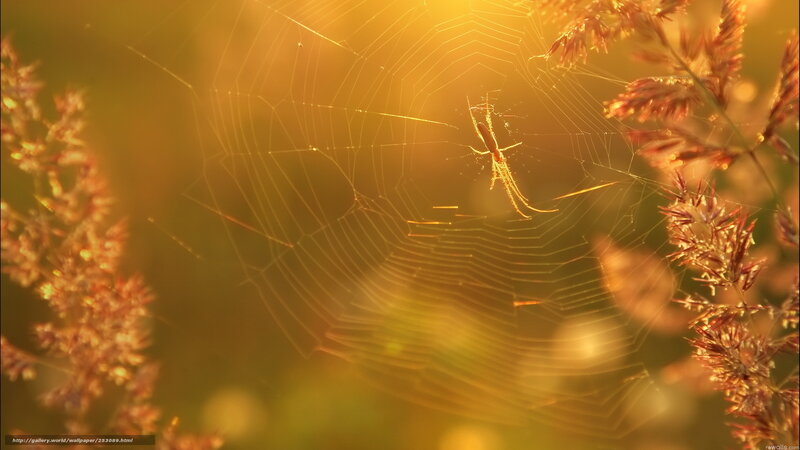 Spider on Web — Gold