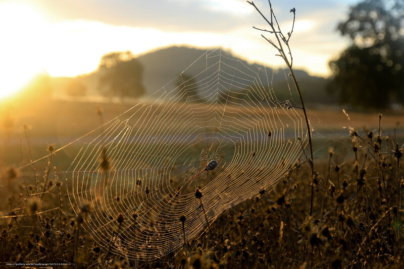 Spider on Web — Golden