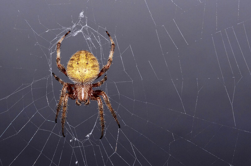 Spider on Web — Gray, Calm, Photograph