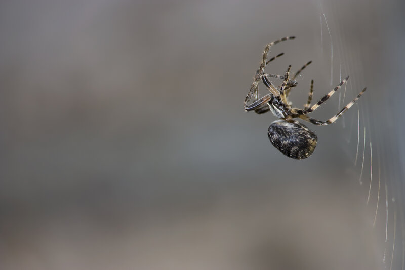 Spider on Web — Gray, Calm