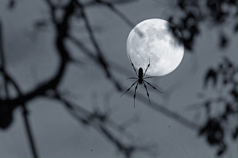 Spider on Web — Gray, Dramatic