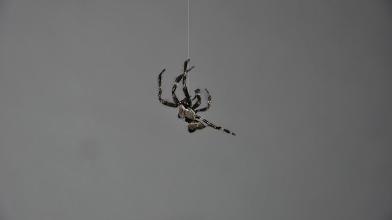Spider on Web — Gray, Neutral