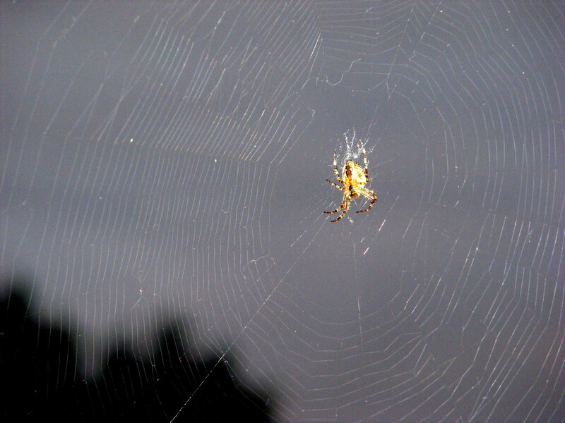 Spider on Web — Gray