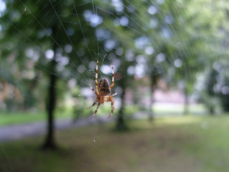 Spider on Web — Green, Calm, Afternoon