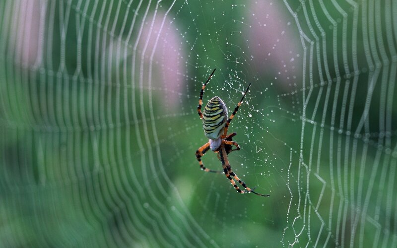 Spider on Web — Green, Calm, Morning