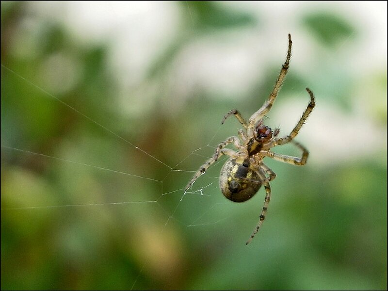 Spider on Web — Green, Calm, Photograph, Greenery