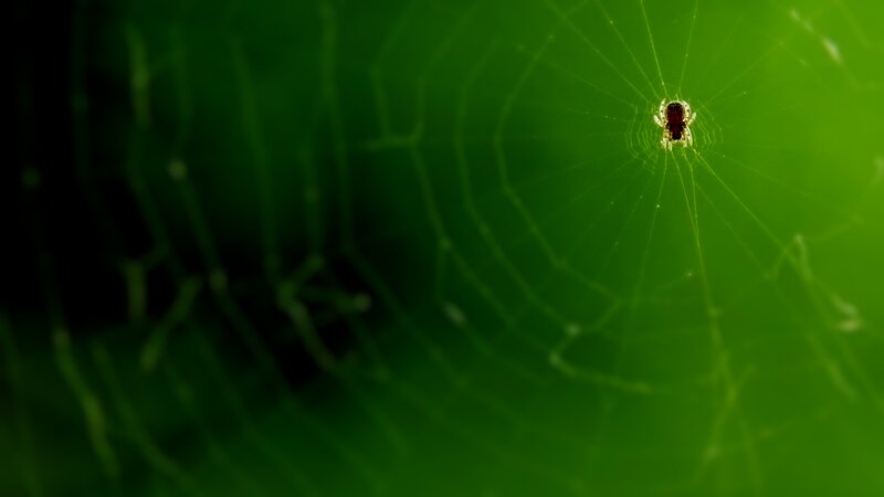 Spider on Web — Green, Calm, Photograph, Leaf