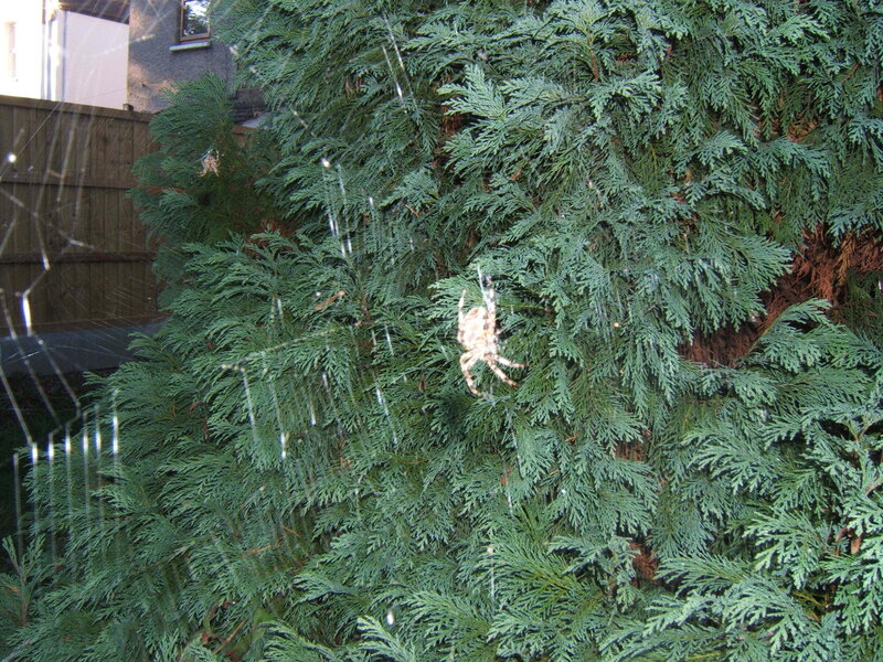 Spider on Web — Green, Calm
