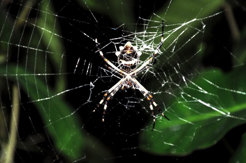 Spider on Web — Green, Dramatic, Night