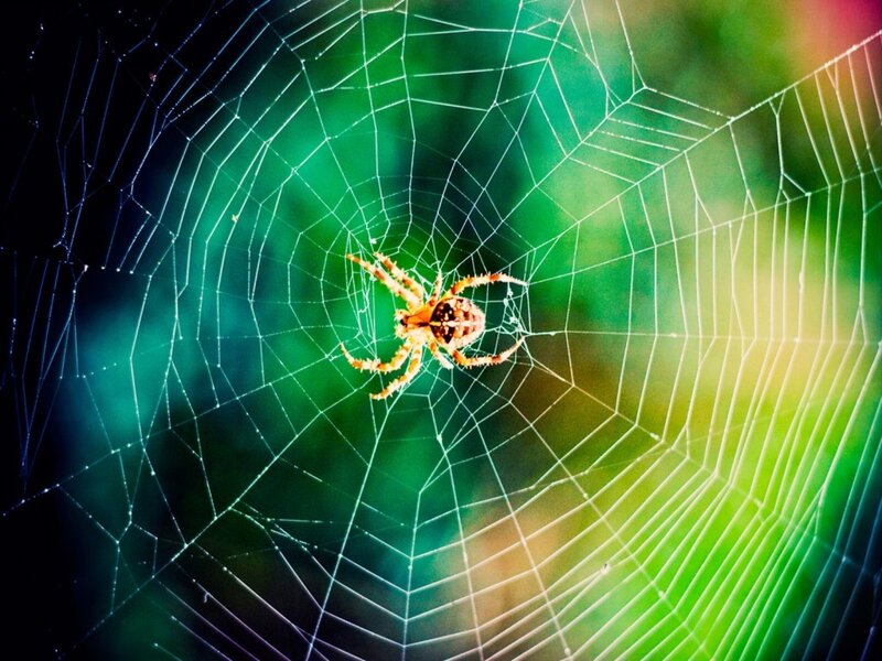 Spider on Web — Green, Dramatic