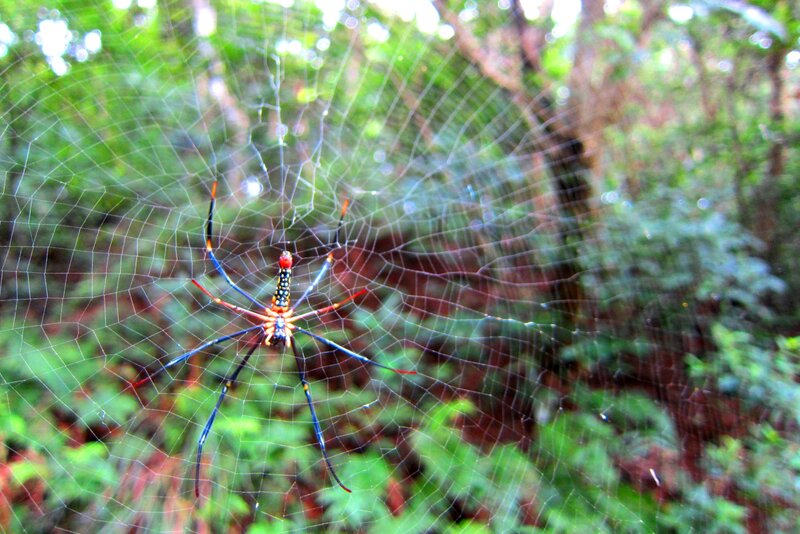 Spider on Web — Green, Natural, Afternoon, Photograph, Forest