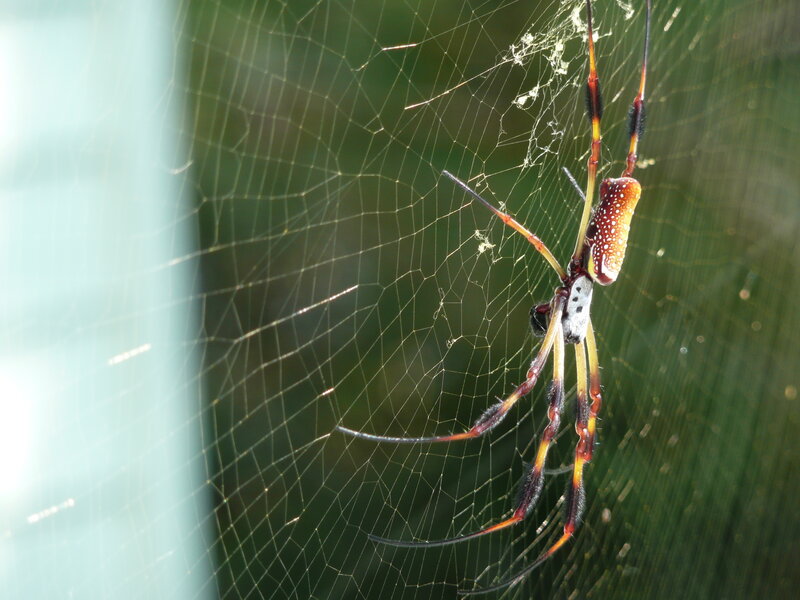 Spider on Web — Green, Natural, Afternoon, Photograph, Green Background, Yellow