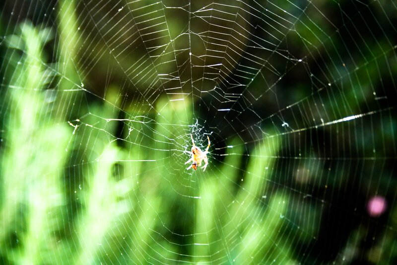 Spider on Web — Green, Natural, Afternoon, Photograph, Green Foliage, Insect