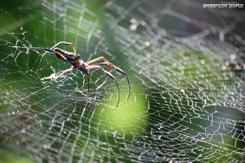 Spider on Web — Green, Natural, Afternoon, Photograph, Green Leaves, Sunlight