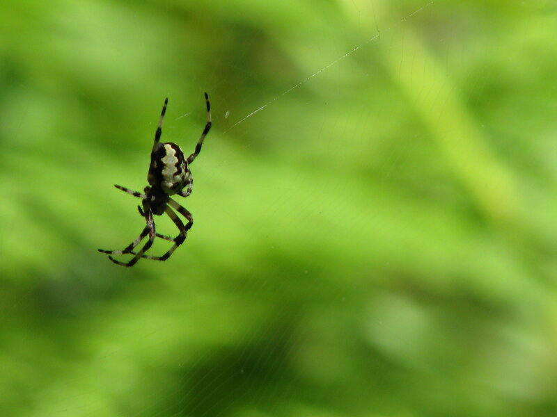 Spider on Web — Green, Natural, Afternoon, Photograph, Green Leaves