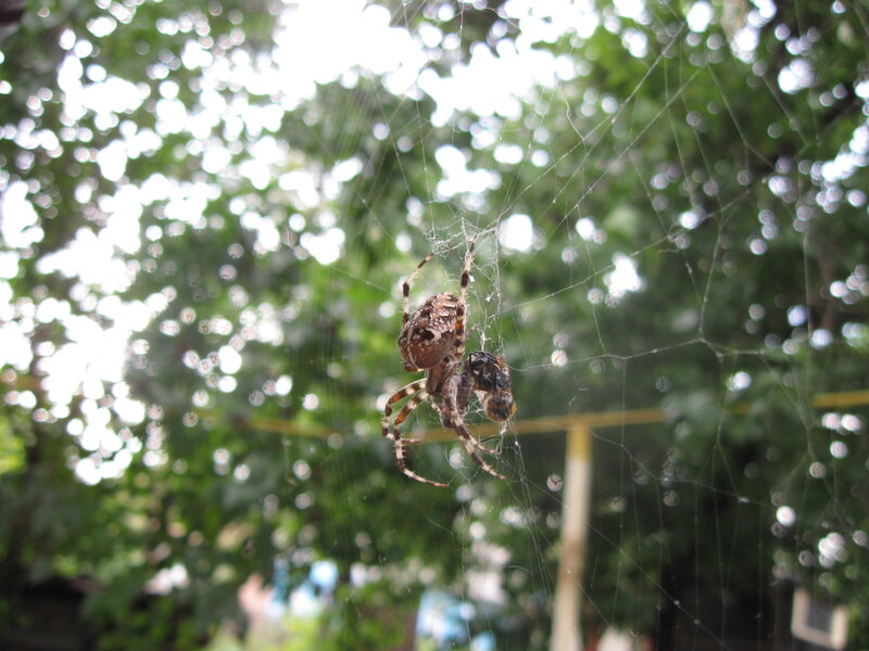 Spider on Web — Green, Natural, Afternoon, Photograph, Insect