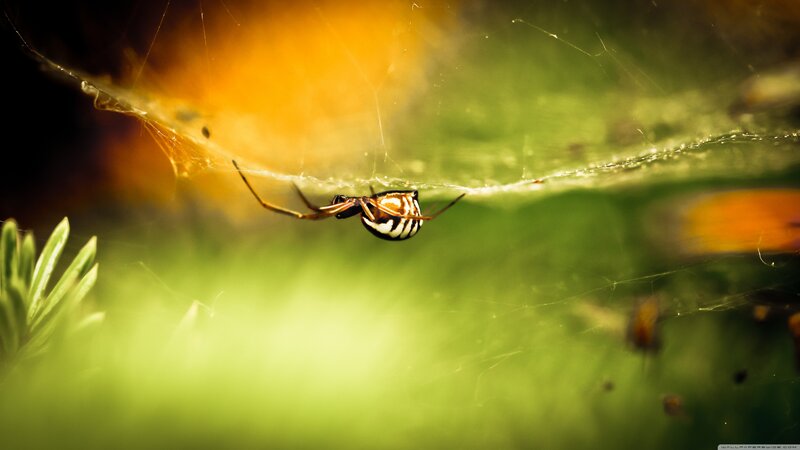 Spider on Web — Green, Natural, Afternoon, Photograph, Leaf