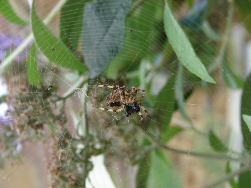 Spider on Web — Green, Natural, Afternoon, Photograph, Leaves, Plant, Brown