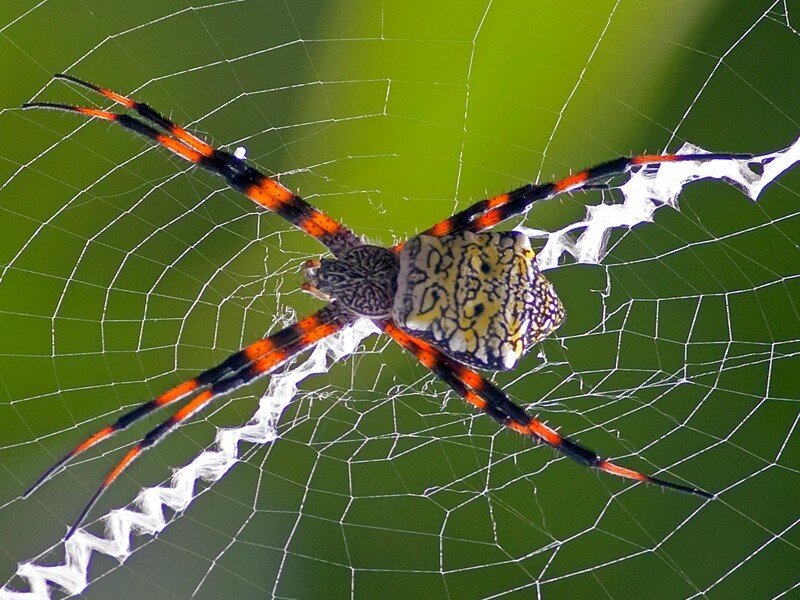 Spider on Web — Green, Natural, Photograph, Green Background