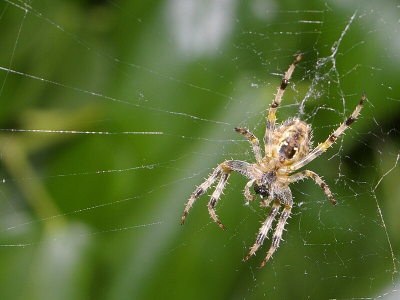 Spider on Web — Green, Natural, Photograph, Green Leaves