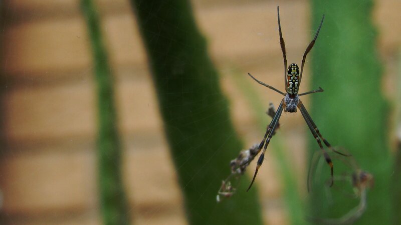 Spider on Web — Green, Natural, Photograph