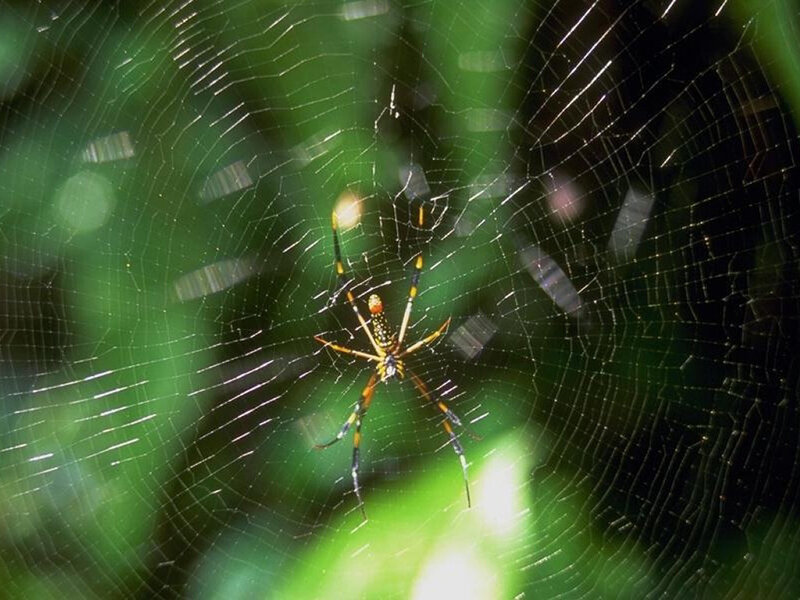 Spider on Web — Green, Natural