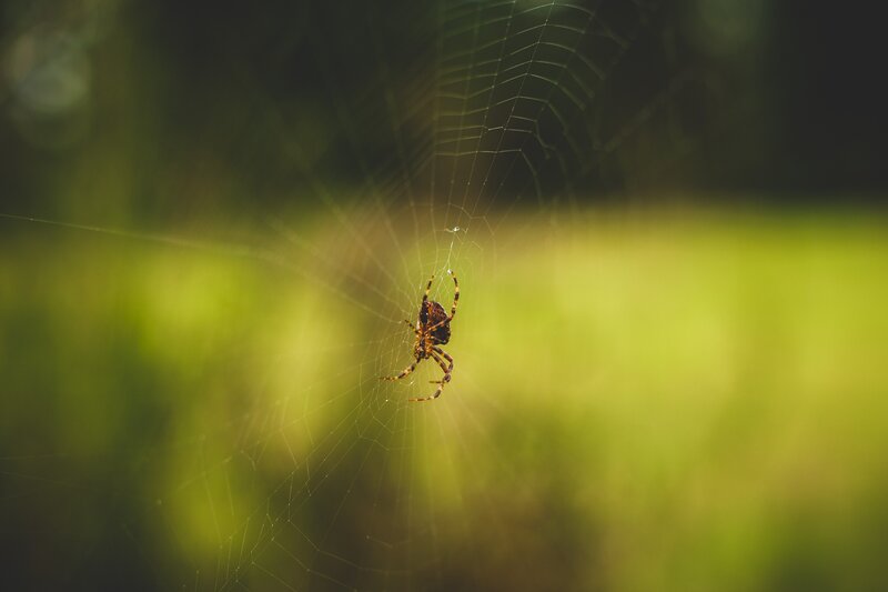 Spider on Web — Green, Serene, Afternoon, Photograph