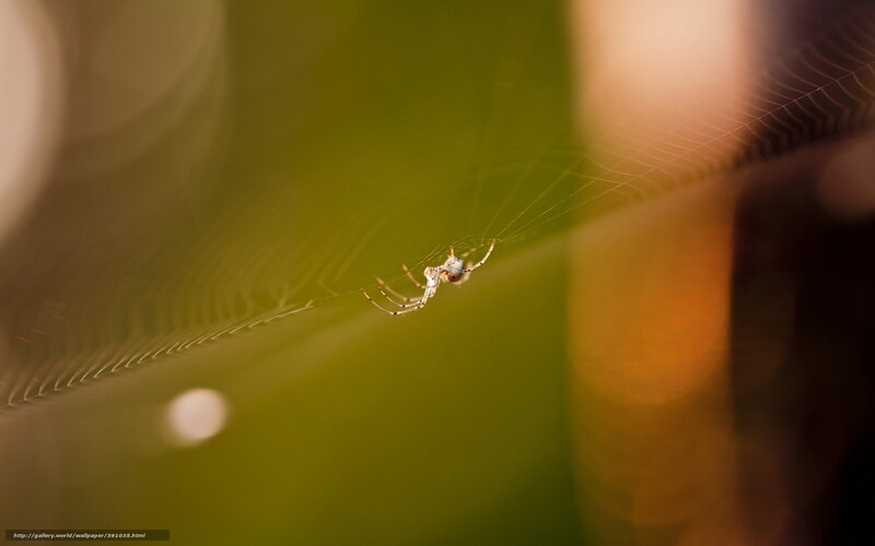 Spider on Web — Green, Serene, Afternoon