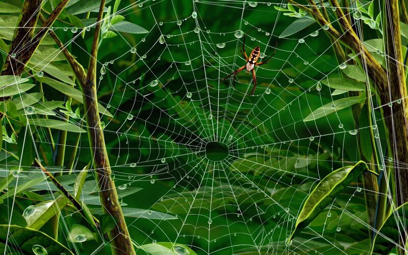 Spider on Web — Green, Serene, Morning, Digital Art, Leaves, Drops