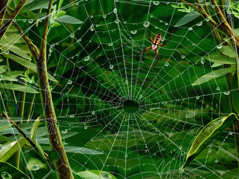 Spider on Web — Green, Serene, Morning, Photograph