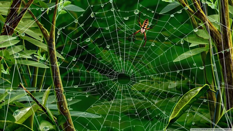 Spider on Web — Green, Serene, Morning