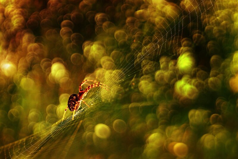 Spider on Web — Green, Serene, Sunset, Photograph