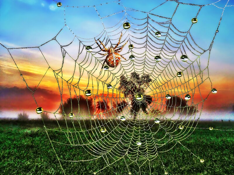 Spider on Web — Green, Serene, Sunset