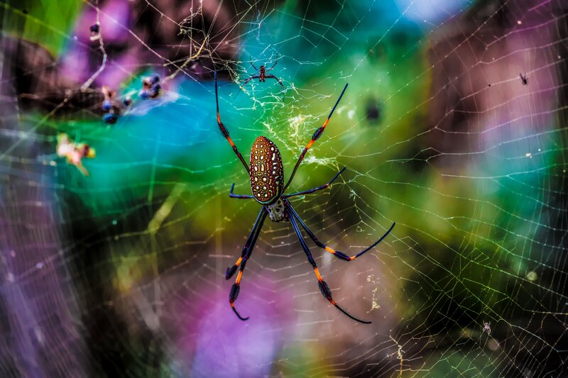 Spider on Web — Green, Vibrant