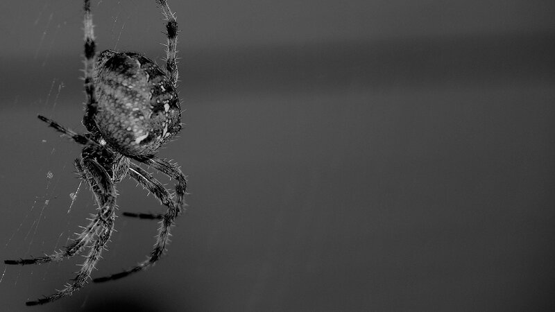 spider on web in black and white