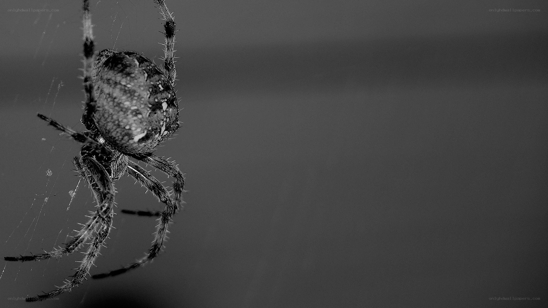 spider on web in black and white