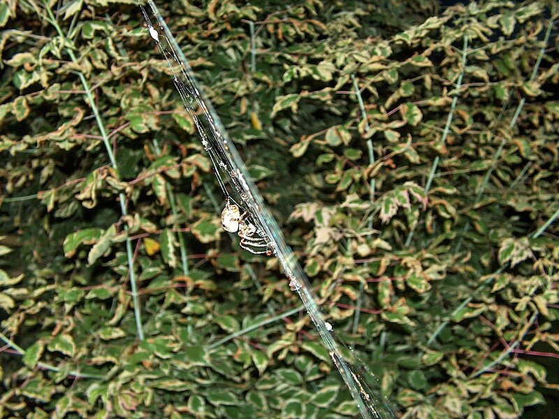 spider on web in foliage