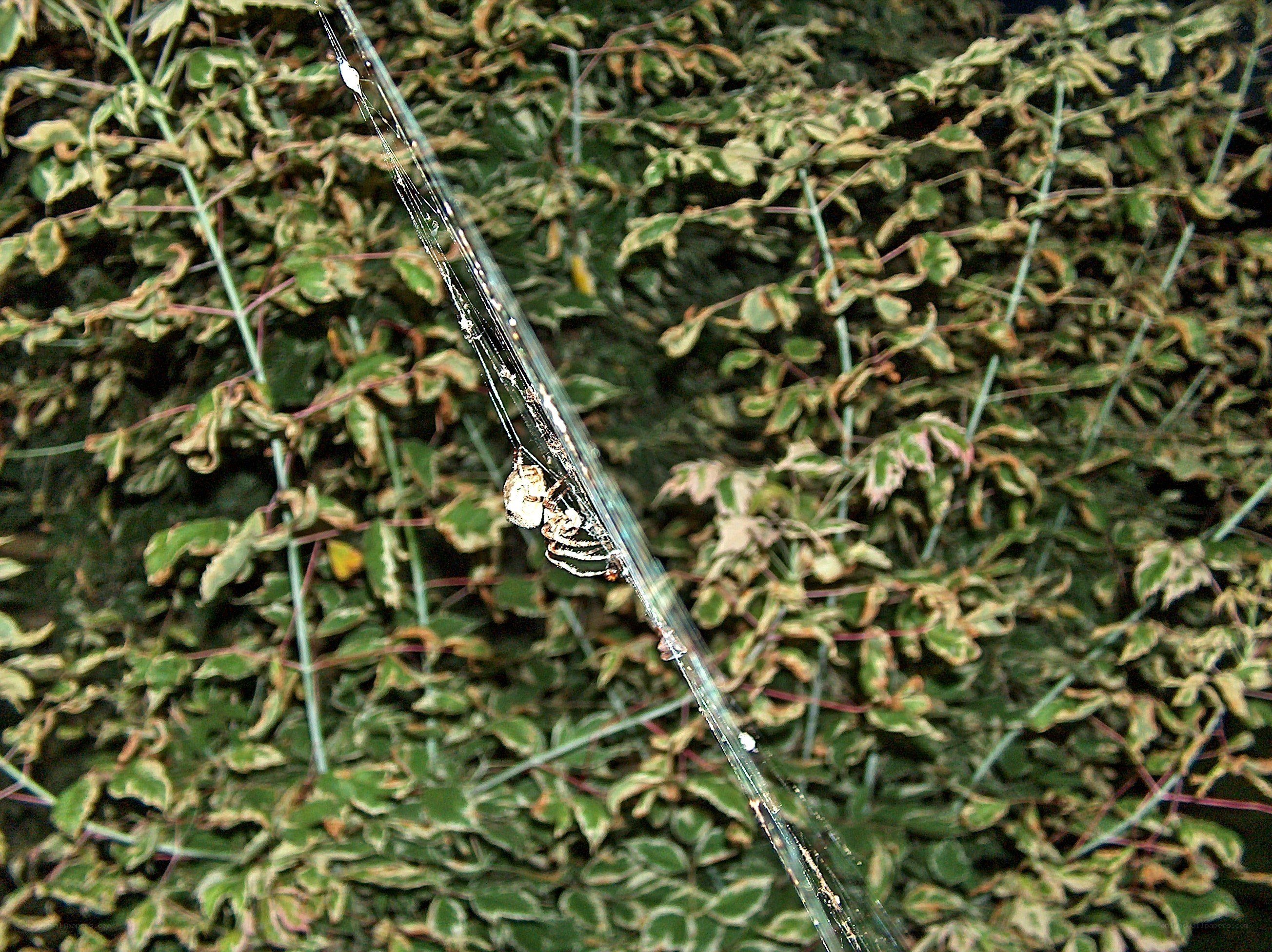 spider on web in foliage