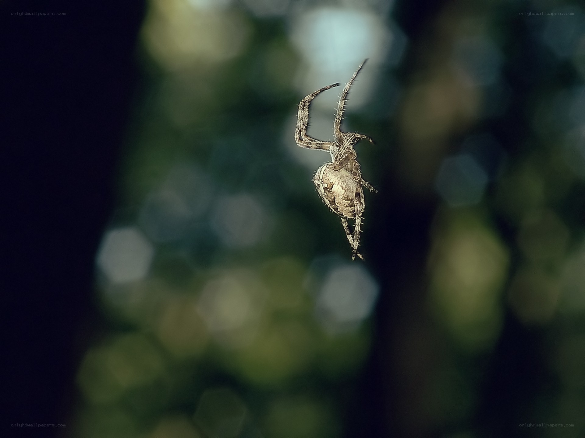 spider on web in forest
