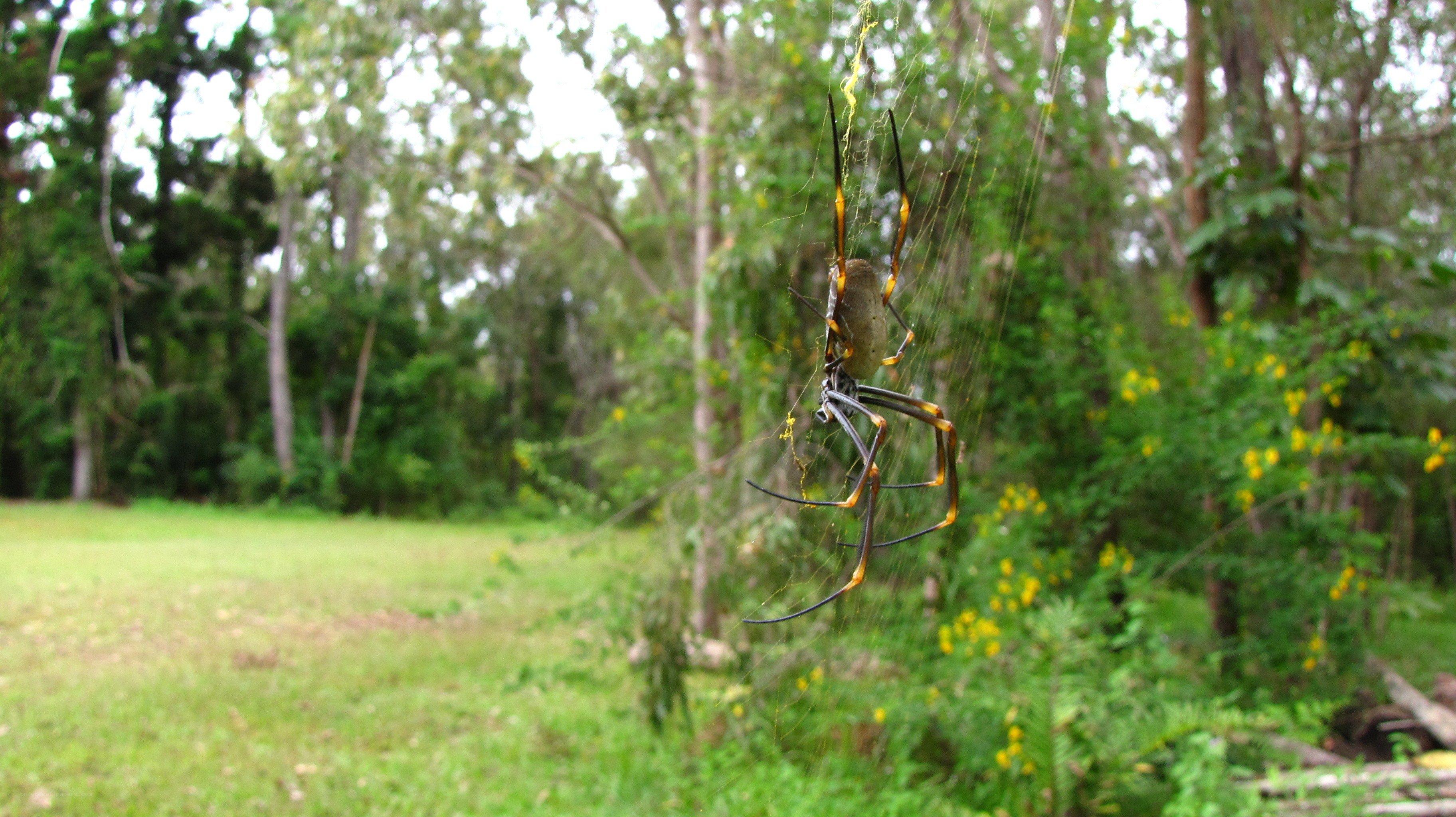 spider on web in forest